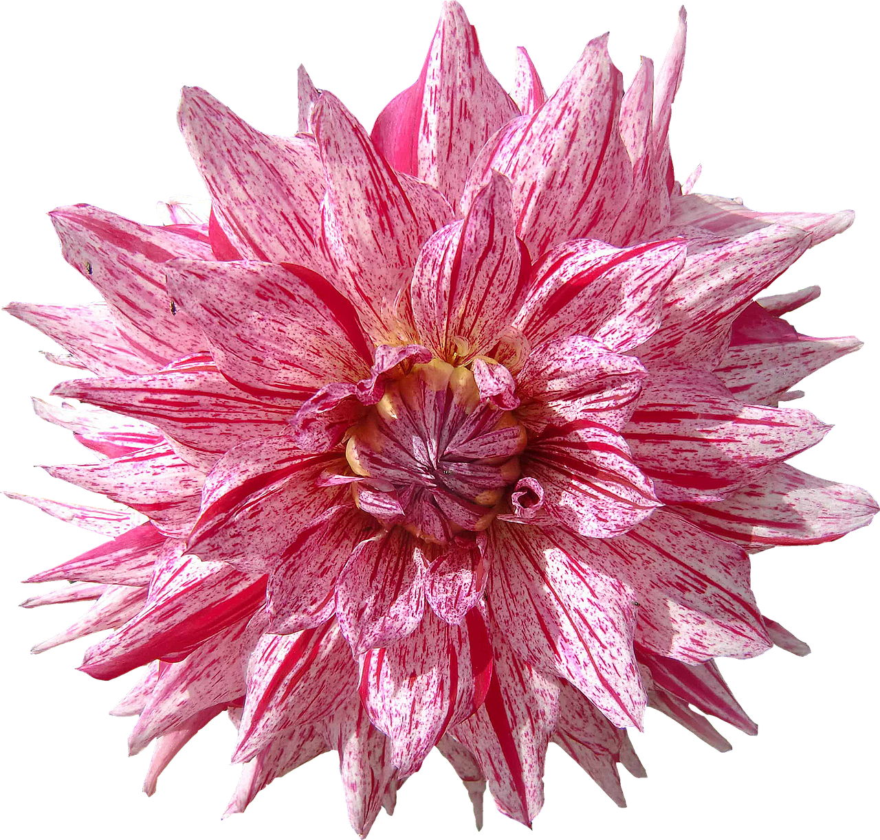 Vibrant Pink Speckled Dahlia