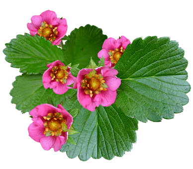 Vibrant_ Pink_ Strawberry_ Flowers