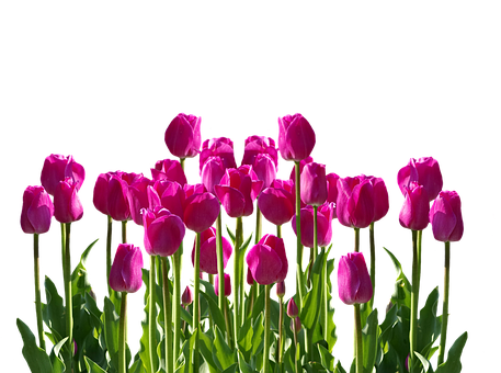 Vibrant Pink Tulips Against Black Background.jpg PNG with transparent background