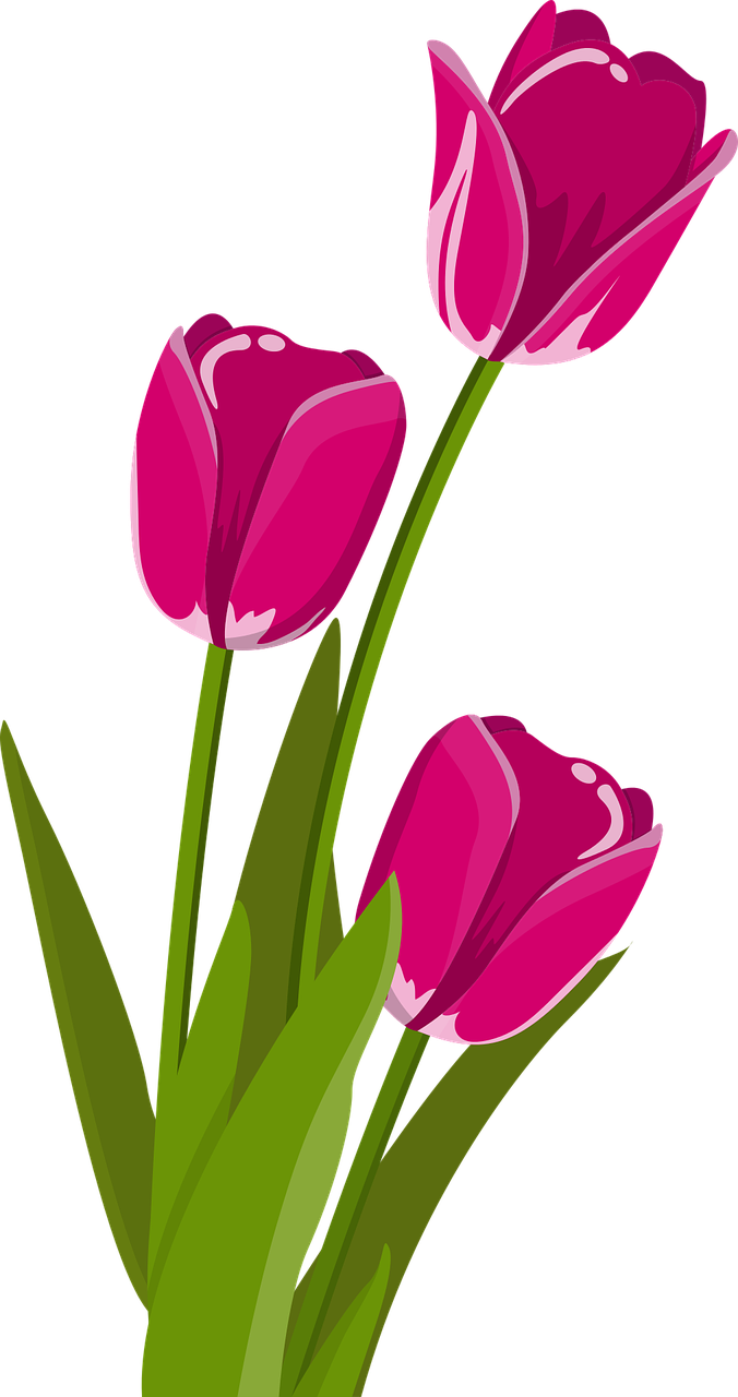 Vibrant Pink Tulips Vector