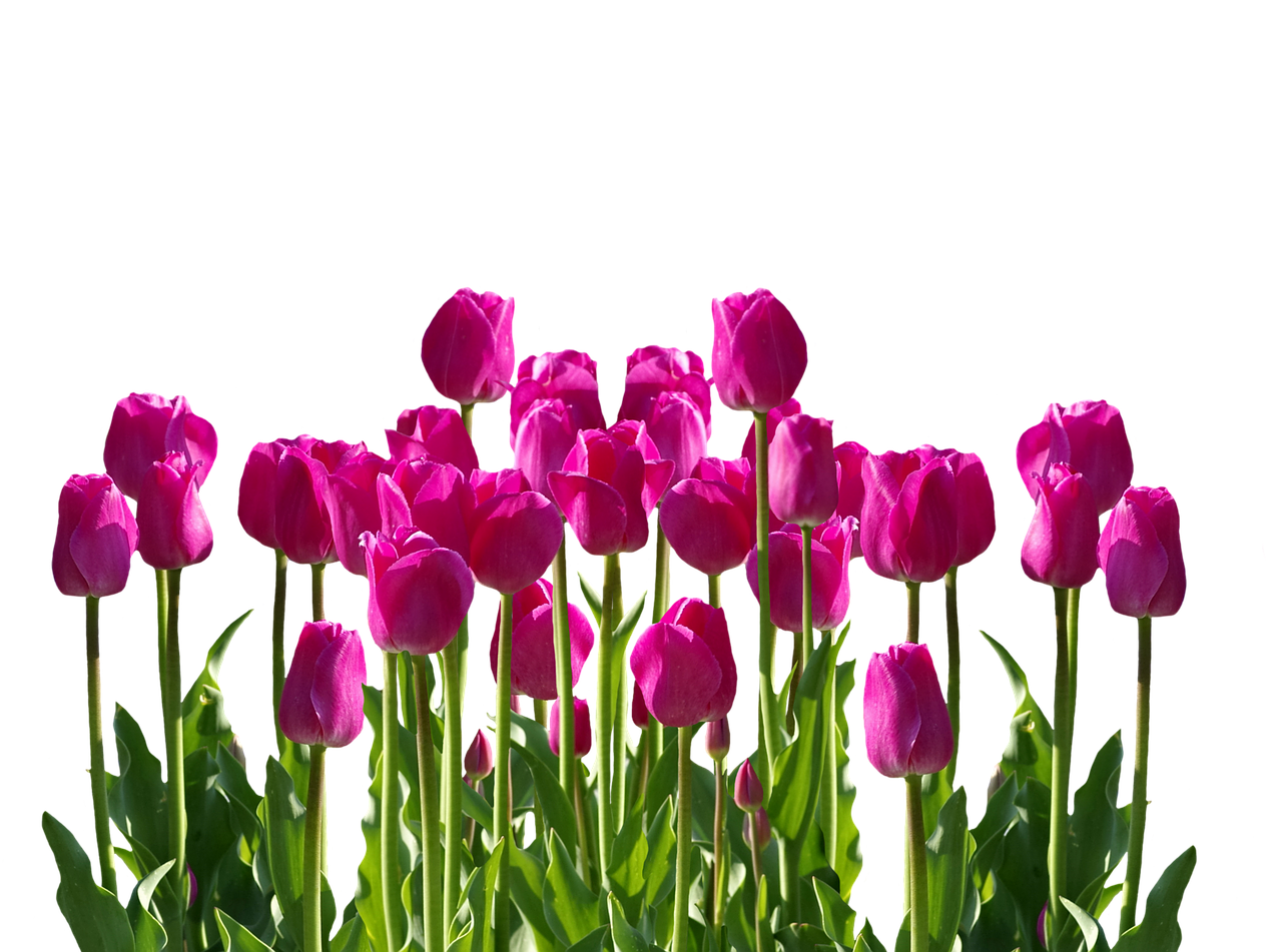 Vibrant Pink Tulipson Black Background PNG with transparent background