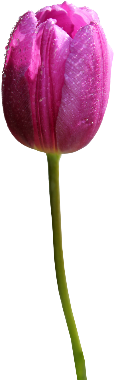 Tulip Png Hd'Title= - Tulip Flower Transparent Background, Png Download PNG with transparent background