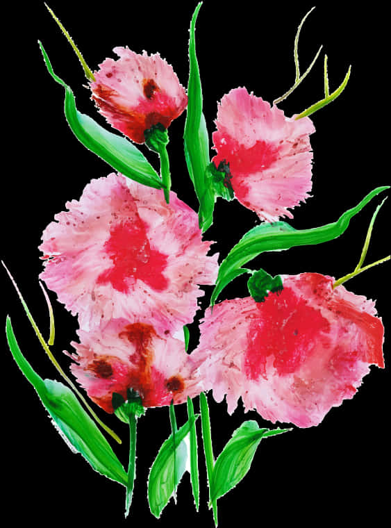 Sweet William, HD Png Download PNG with transparent background