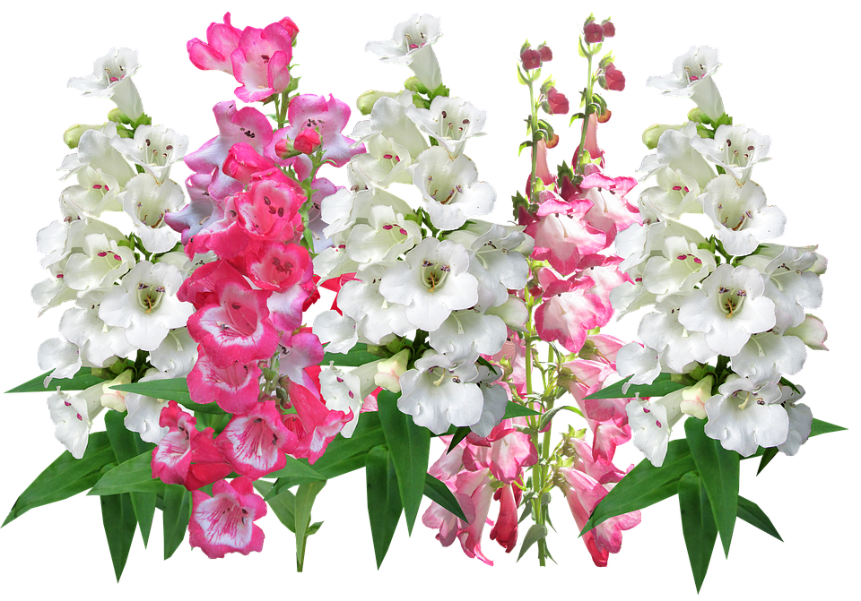 Vibrant Pinkand White Antirrhinum Flowers