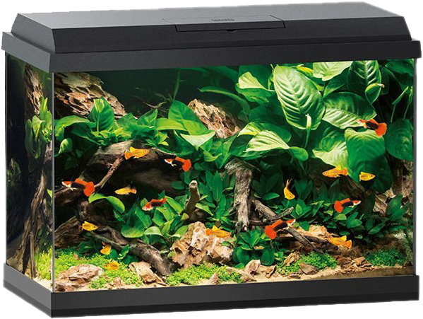 Aquarium Fish Tank Png Hd Image - Juwel 70 Litre Aquarium, Transparent Png PNG with transparent background