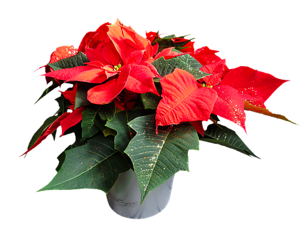 Vibrant Poinsettia Plant