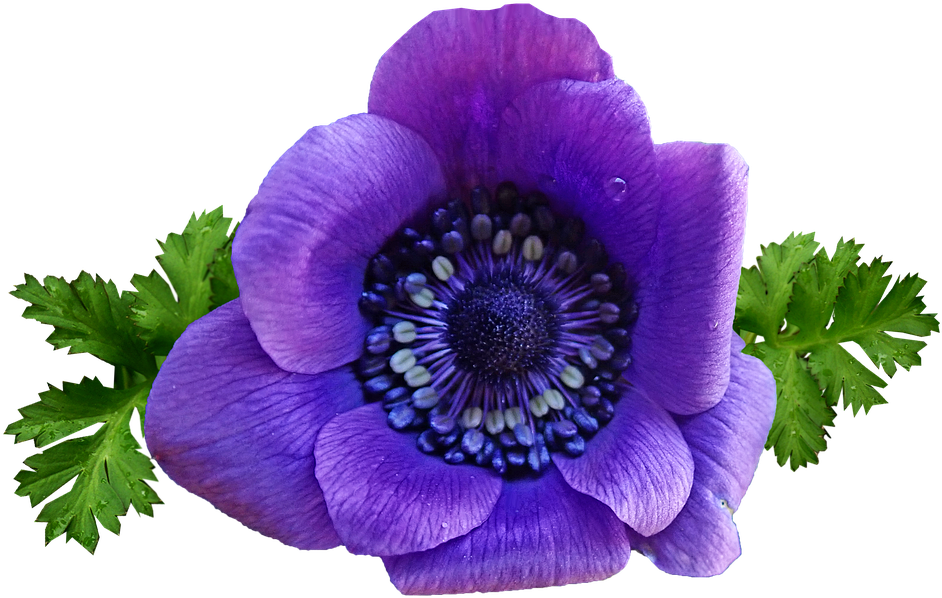 Flower, Purple, Anemone, Spring, Garden, Nature - Spring Flowers Purple Png, Transparent Png PNG with transparent background