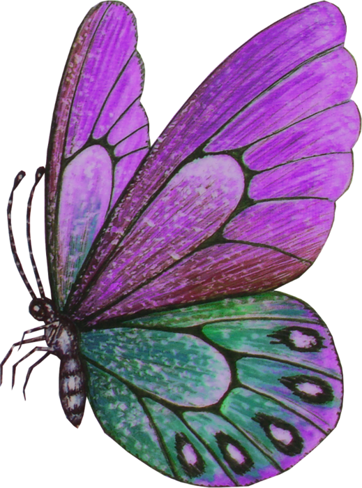 Vibrant Purple Butterfly Illustration PNG with transparent background