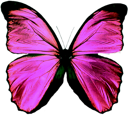 Vibrant Purple Butterfly PNG with transparent background