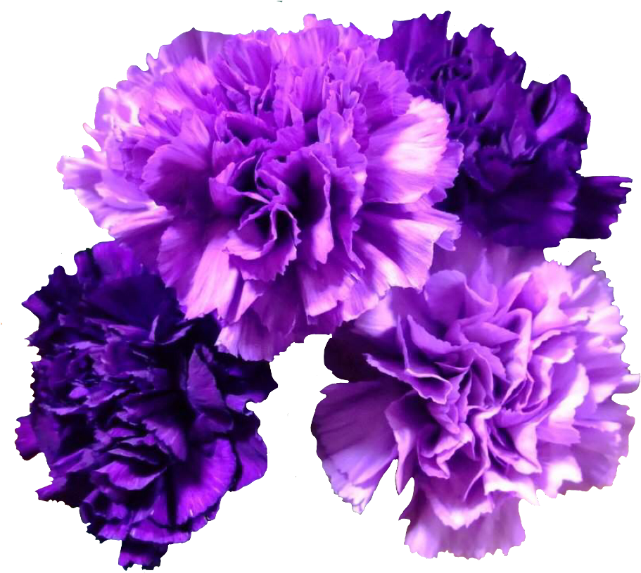 Vibrant Purple Carnations Floral Display