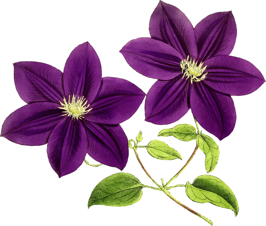 Floral, Flowers, Leaf, Leaves, Purple, Vintage - Purple Flowers, HD Png Download PNG with transparent background