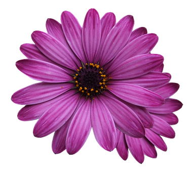 Vibrant Purple Daisy Black Background PNG with transparent background