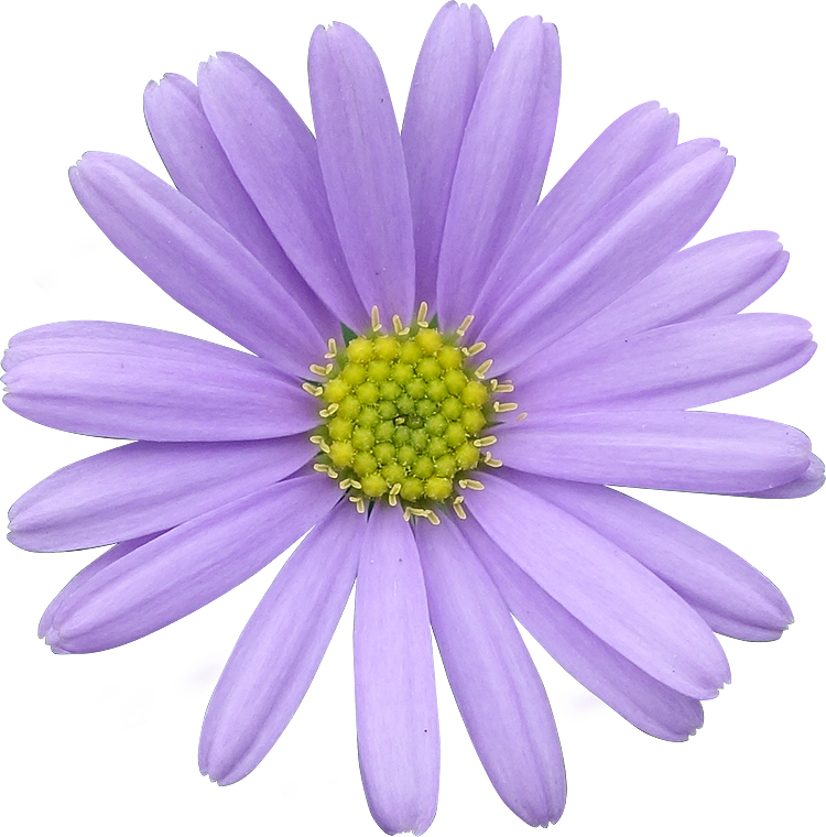 Vibrant Purple Daisy Isolated PNG with transparent background