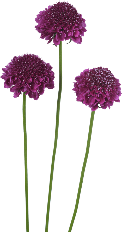 Scabiosa Atropurpurea Focal Dark Purple, HD Png Download PNG with transparent background