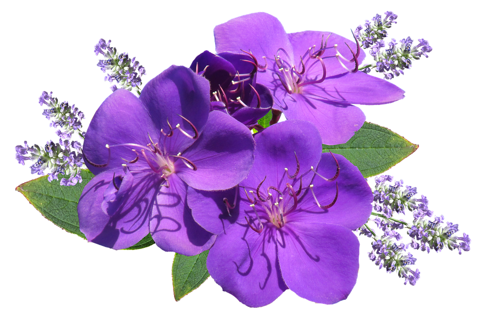 Vibrant Purple Flowers Transparent Background