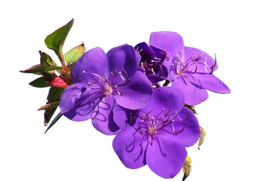 Vibrant Purple Flowers Transparent Background