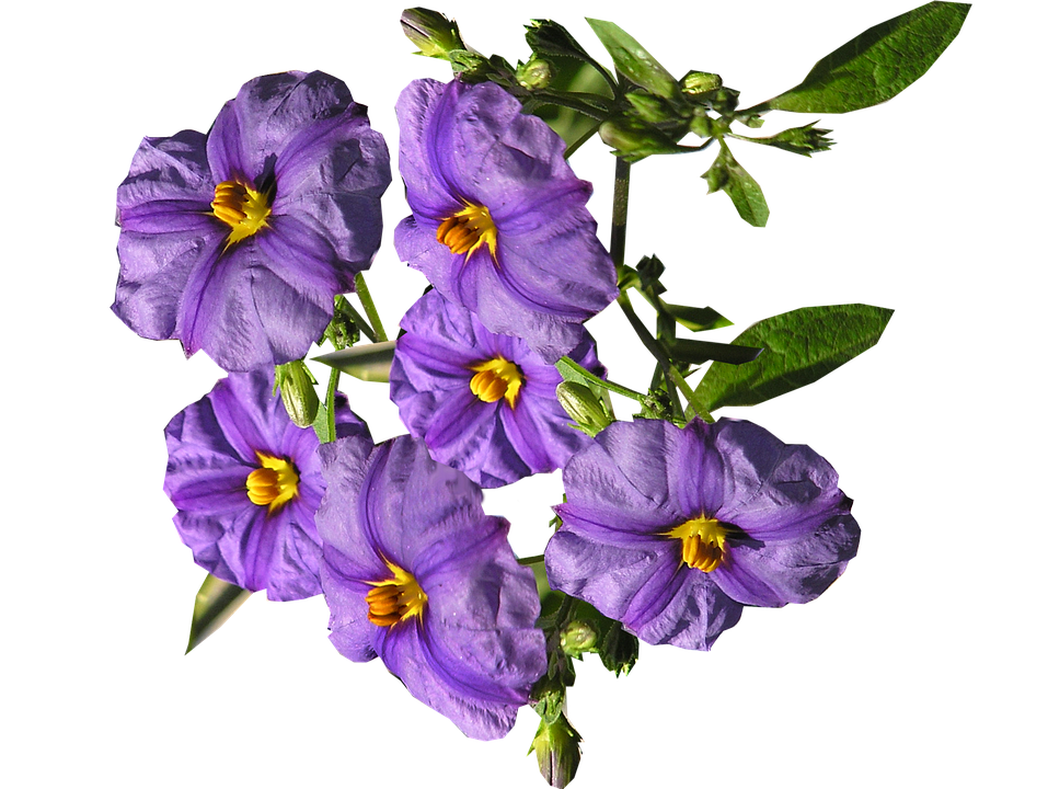 Vibrant_ Purple_ Flowers_ Transparent_ Background.png