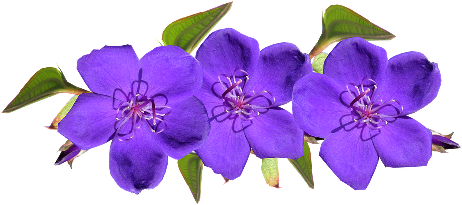 Purple, Flowers, Arrangement, Garden - Purple Flowers, HD Png Download PNG with transparent background