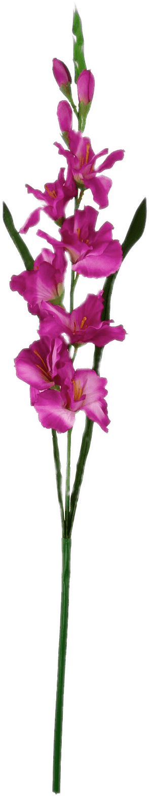 Dark Pink Gladiolus - Cattleya Elongata, HD Png Download PNG with transparent background