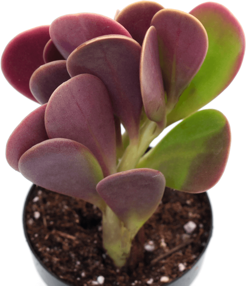 Clip Art Senecio Jacobsenii Trailing Jade - Senecio Jacobsenii Trailing Jade, HD Png Download PNG with transparent background
