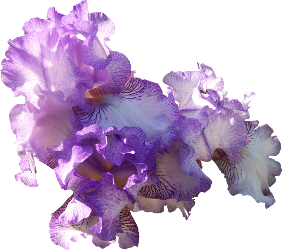 Com Light Purple Ir - Light Purple Flowers Png, Transparent Png PNG with transparent background