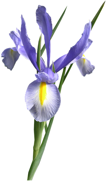 Flower,flowering Plant,plant,algerian Family,cut Flowers,iris,orris - Single Dutch Iris Flower, HD Png Download PNG with transparent background