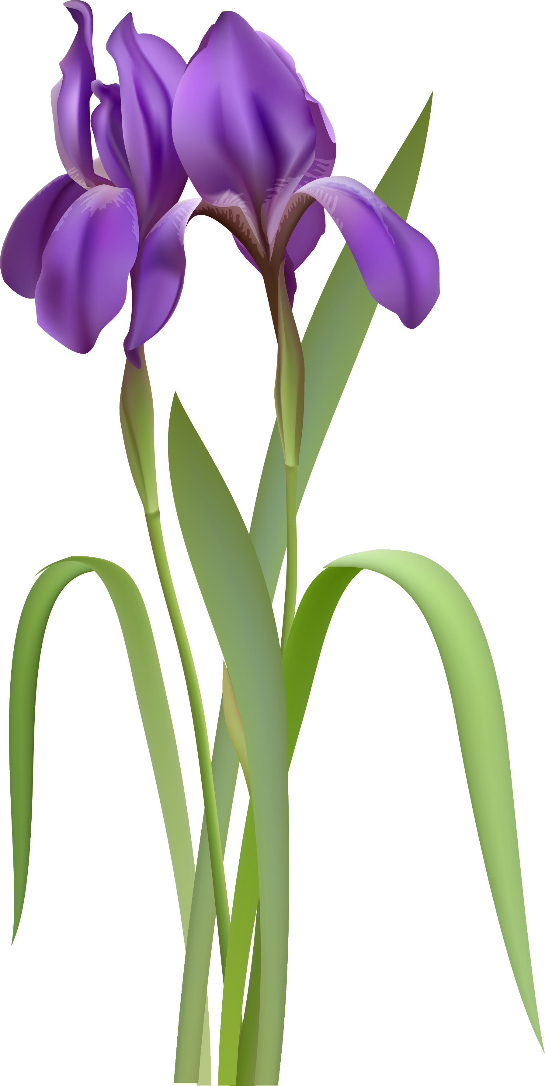 Iris Flower Png- - Purple Iris Flowers, Transparent Png PNG with transparent background