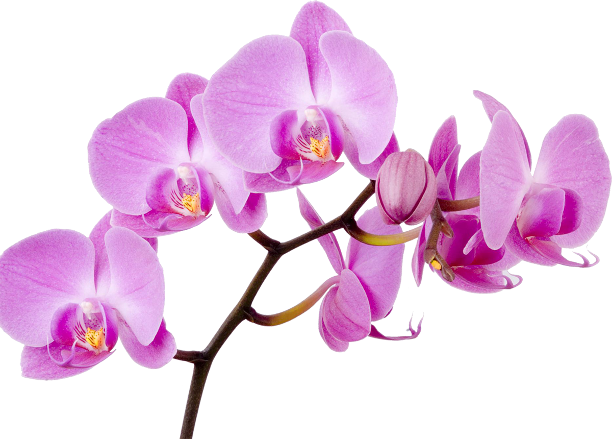 Vibrant Purple Orchid Bloom Branch