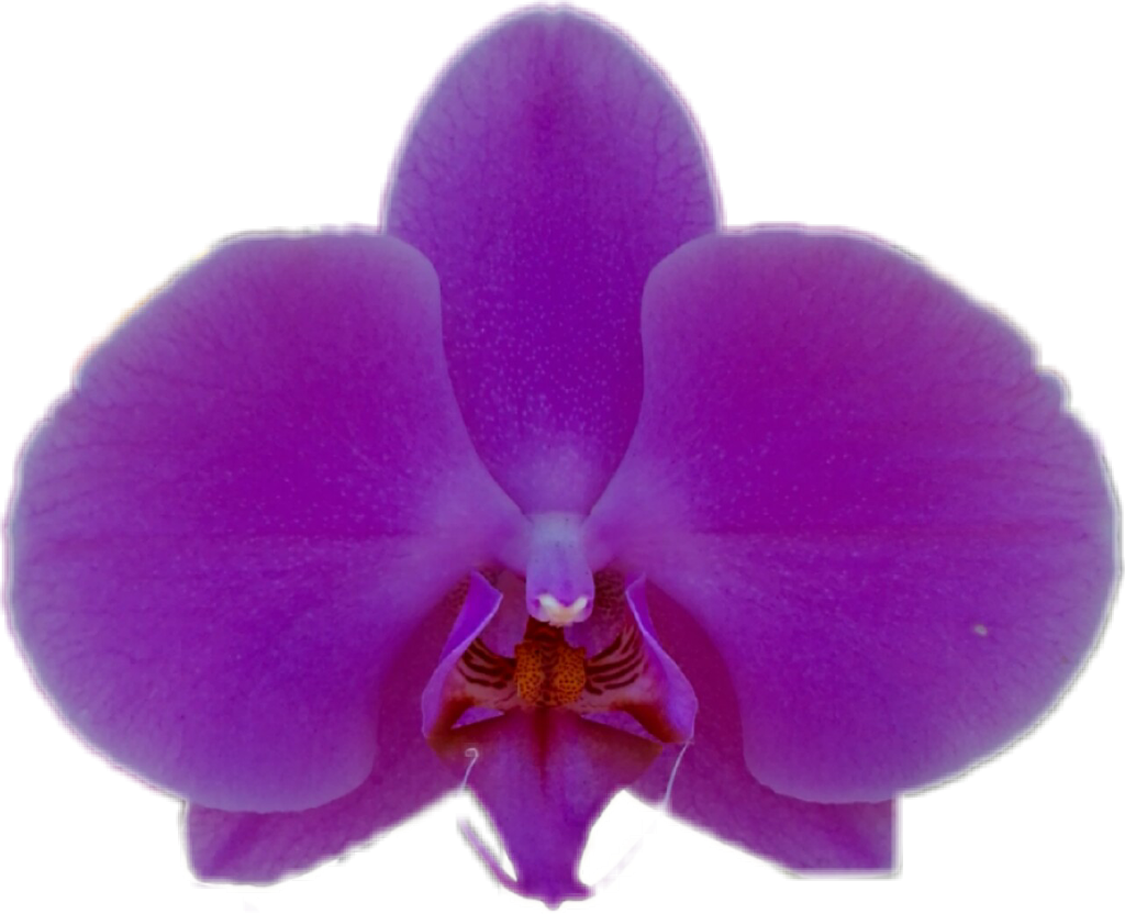 Transparent Purple Orchid Png - Moth Orchid, Png Download PNG with transparent background