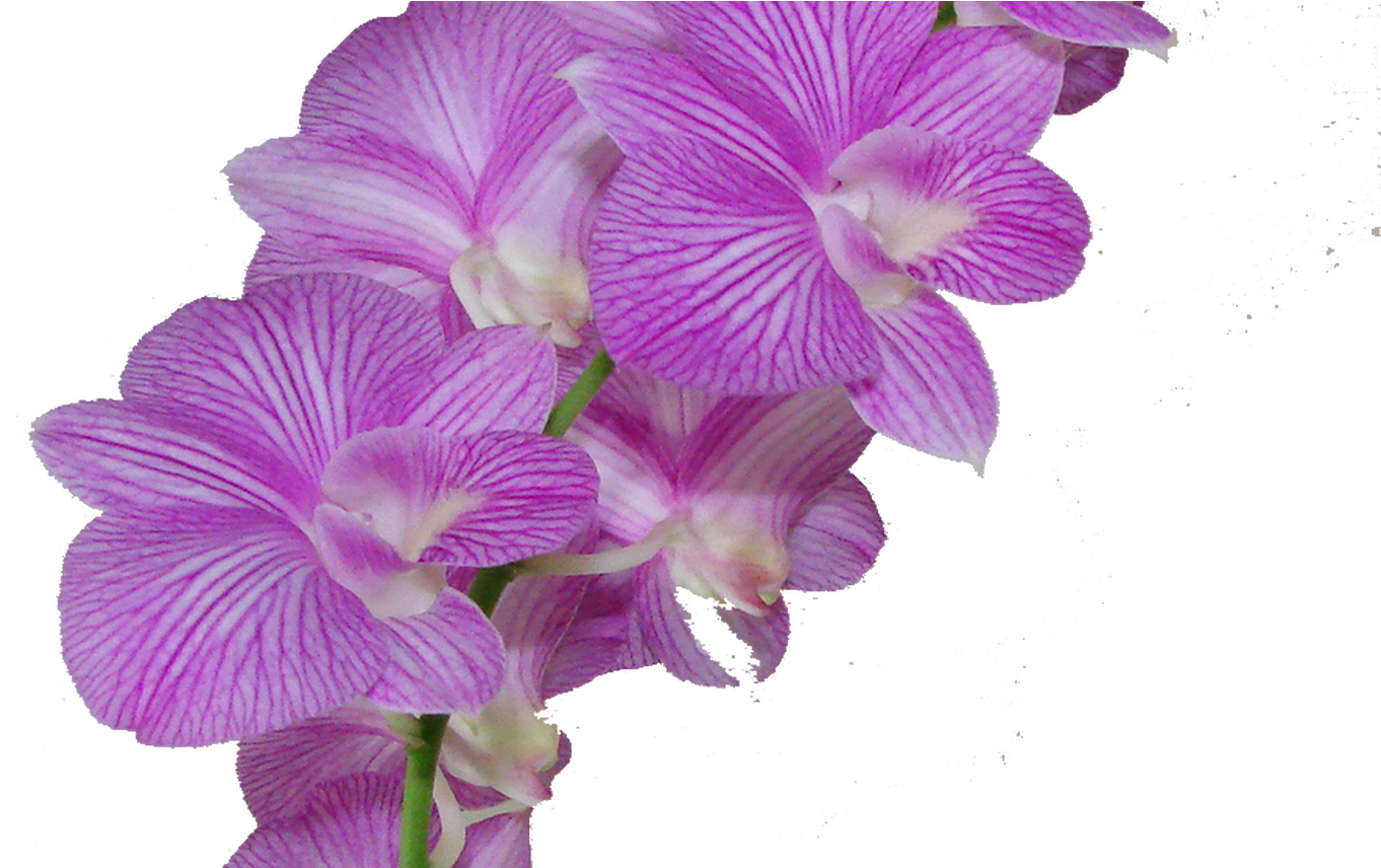 Flower,flowering Orchid,orchids Of The Stem,sweet Peas,herbaceous - Orchid Cartoon Transparent, HD Png Download PNG with transparent background