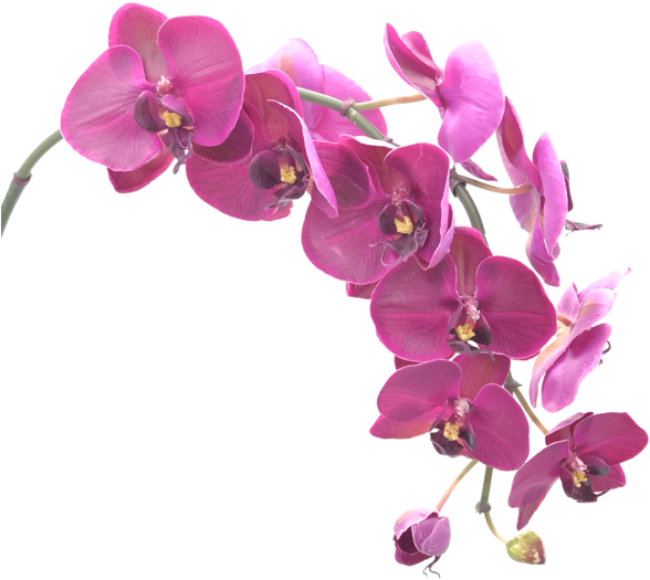 Vibrant Purple Orchid Blooms