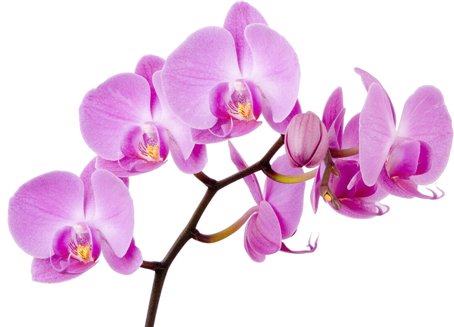 Vibrant_ Purple_ Orchid_ Branch