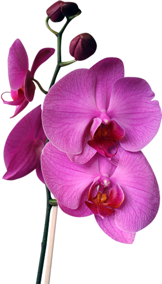 Vibrant Purple Orchid Stem