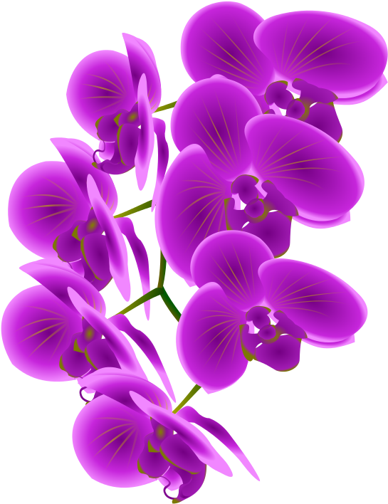 Free Purple Orchid Clipart - Purple Orchid Clip Art, HD Png Download PNG with transparent background