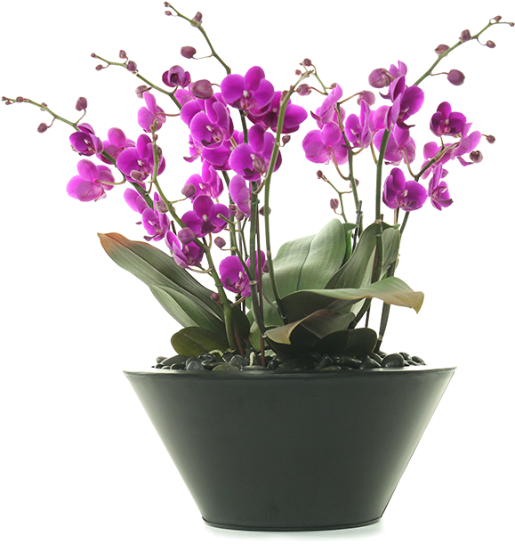 Vibrant_ Purple_ Orchids_in_ Pot