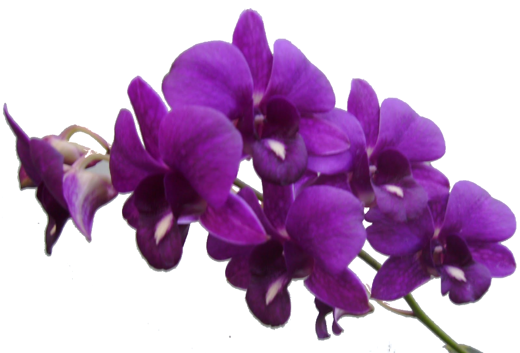 Purple Flowers Png, Transparent Png PNG with transparent background