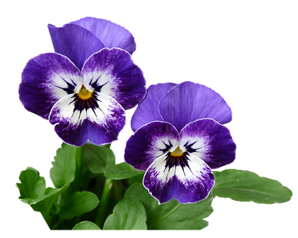 Vibrant Purple Pansies Black Background PNG with transparent background