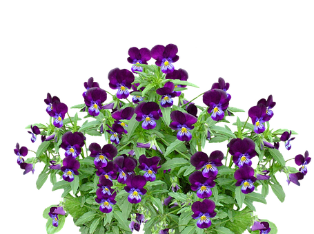 Vibrant Purple Pansies Black Background PNG with transparent background