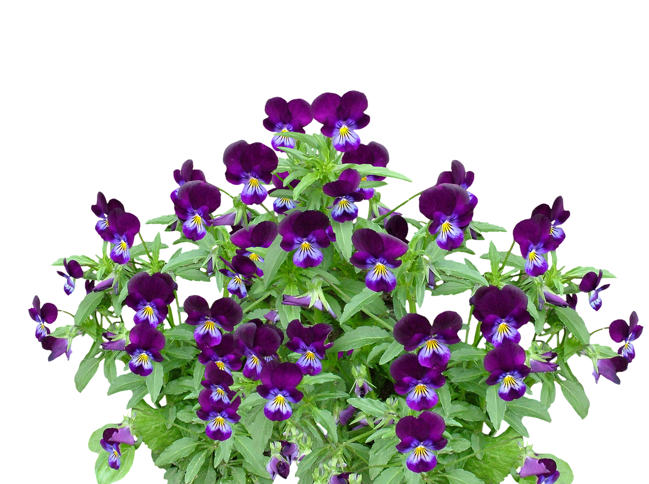 Vibrant Purple Pansies Black Background