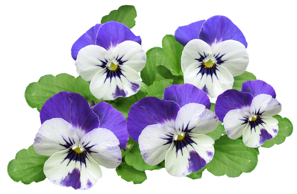 Vibrant Purple Pansies Transparent Background PNG with transparent background
