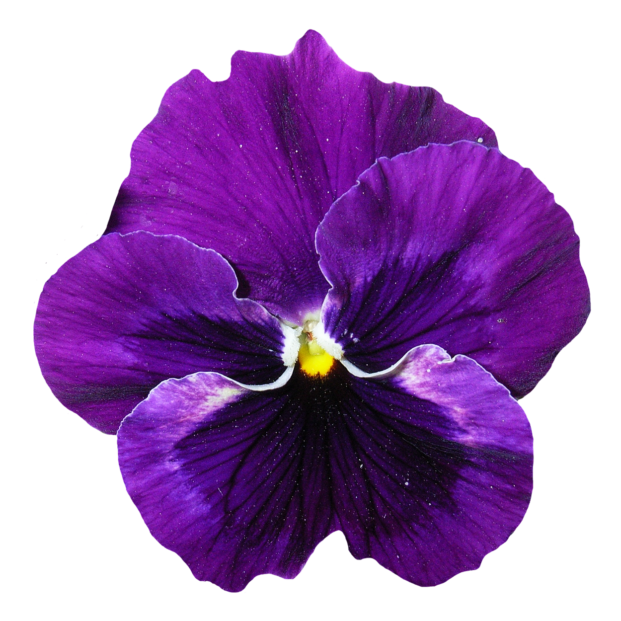 Vibrant Purple Pansy Flower PNG with transparent background