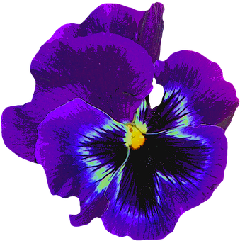 Vibrant Purple Pansy Flower PNG with transparent background