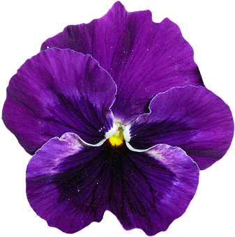 Vibrant Purple Pansy Flower PNG with transparent background