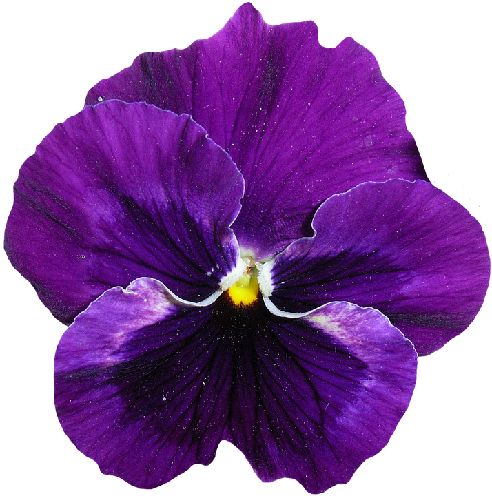 Vibrant Purple Pansy Flower.png