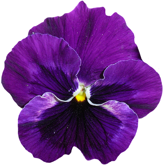 Pansy, Blue, Purple, Blossom, Bloom, Flower, Spring - Violet Pansy Flower, HD Png Download PNG with transparent background