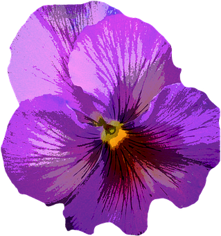 Vibrant Purple Pansy Flower PNG with transparent background