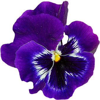 Vibrant Purple Pansy Flower PNG with transparent background
