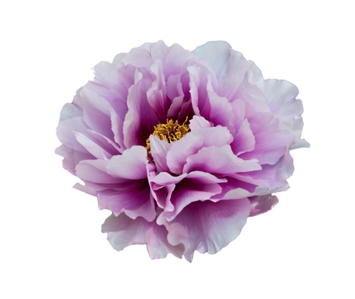 Peony PNG Clipart PNG with transparent background