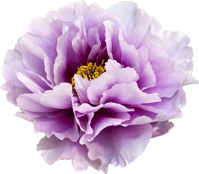 Japan Moutan Peony Flower Clip Art - Purple Watercolor Flower Clipart, HD Png Download PNG with transparent background