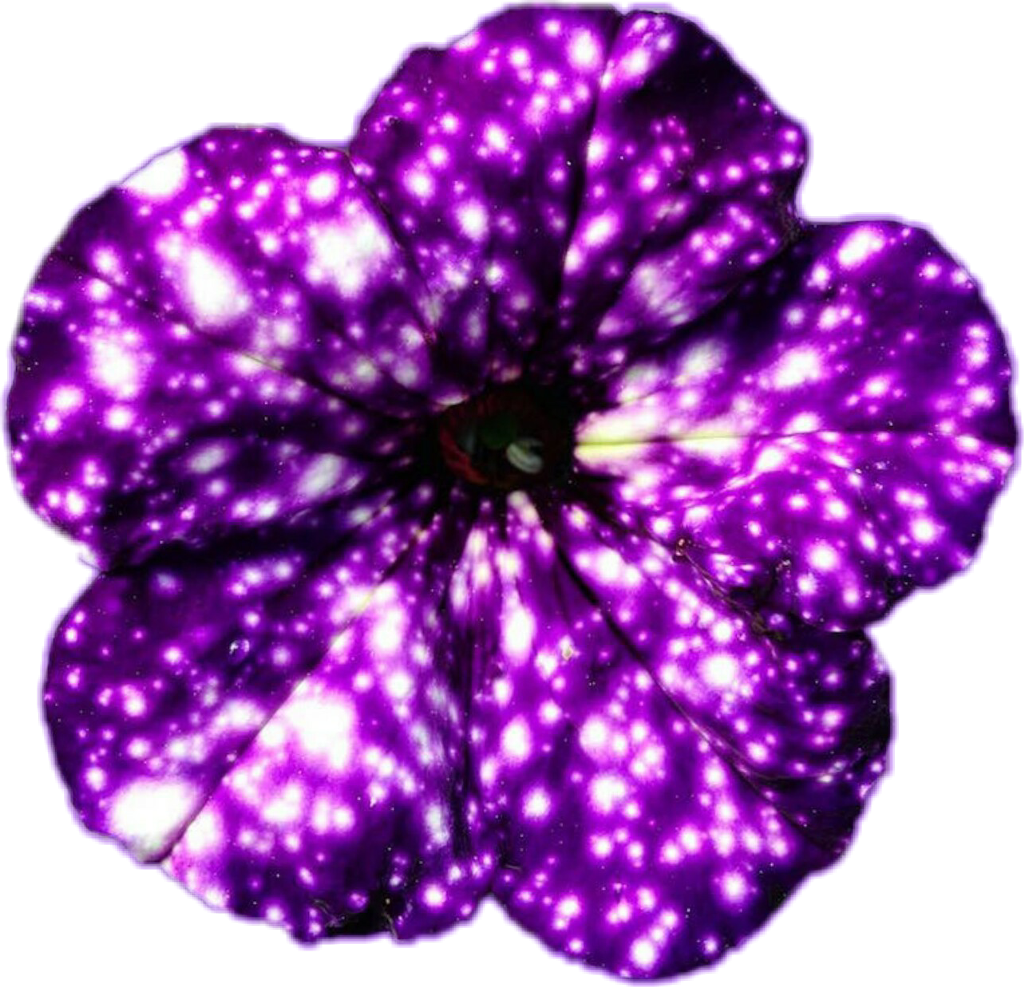 Galaxy Flowers, HD Png Download PNG image with a transparent background, free high-resolution download